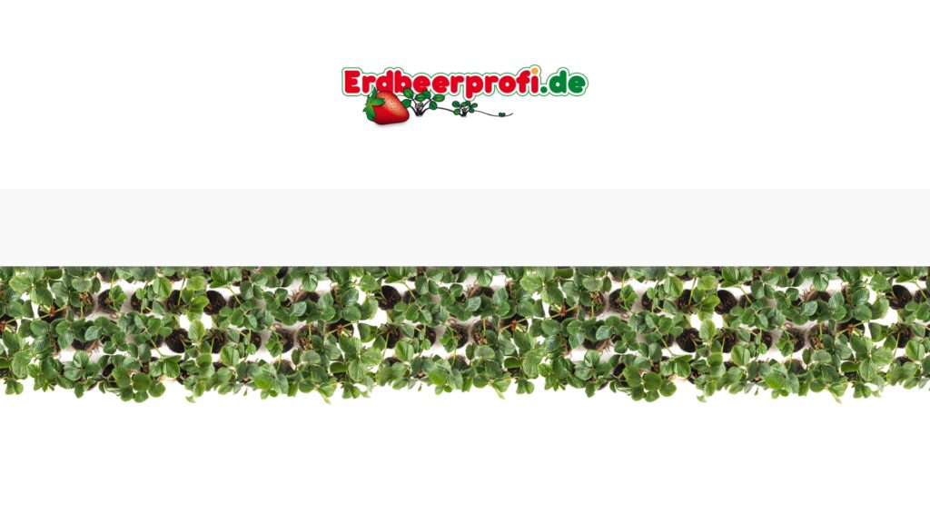 Webseite Erdbeerprofi mit Logo
